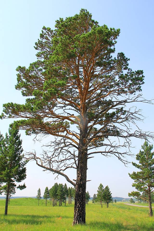 樟子松的種植前景怎么樣？