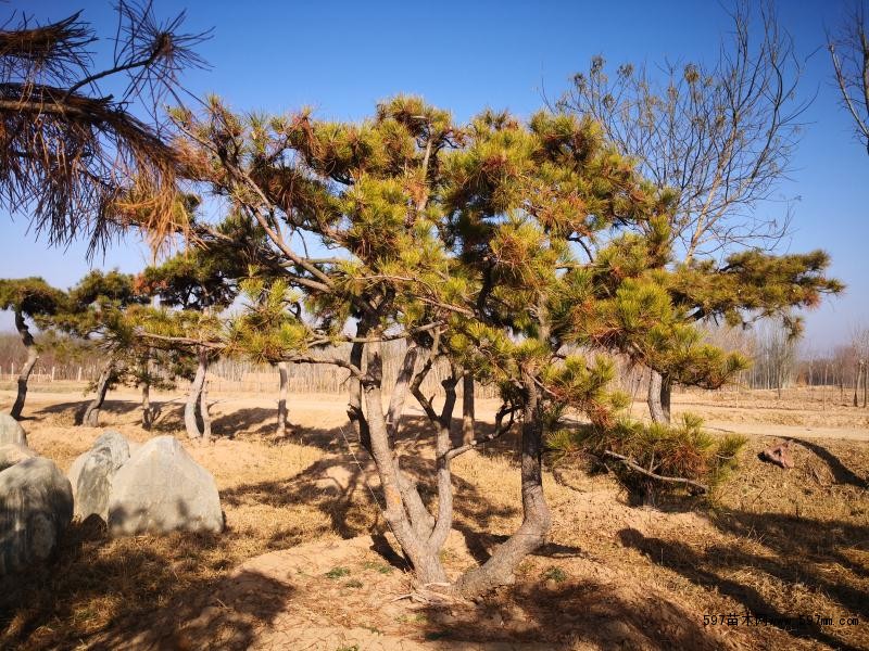 如何防止油松苗木挖取時(shí)不會(huì)受損？